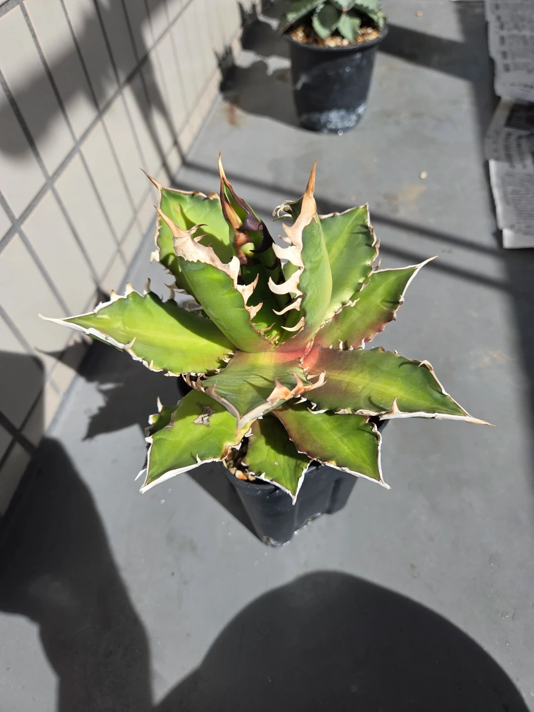 アガベ 観葉植物 チタノタ レッドキャット赤猫
