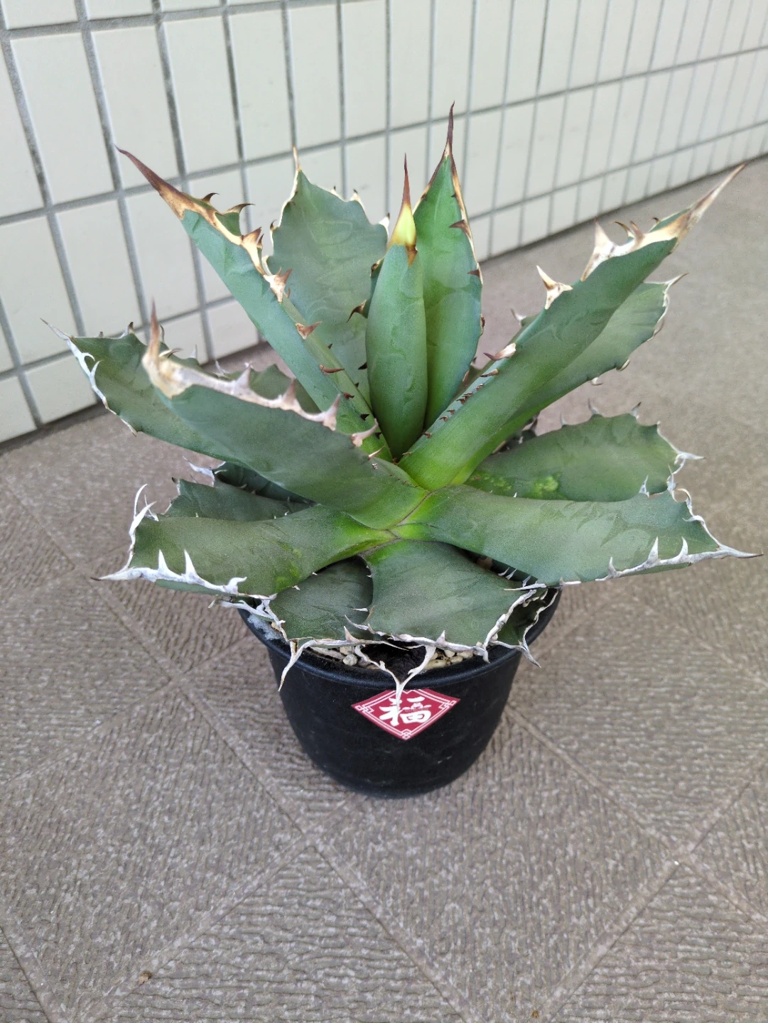 アガベ 観葉植物 チタノタ姫厳竜