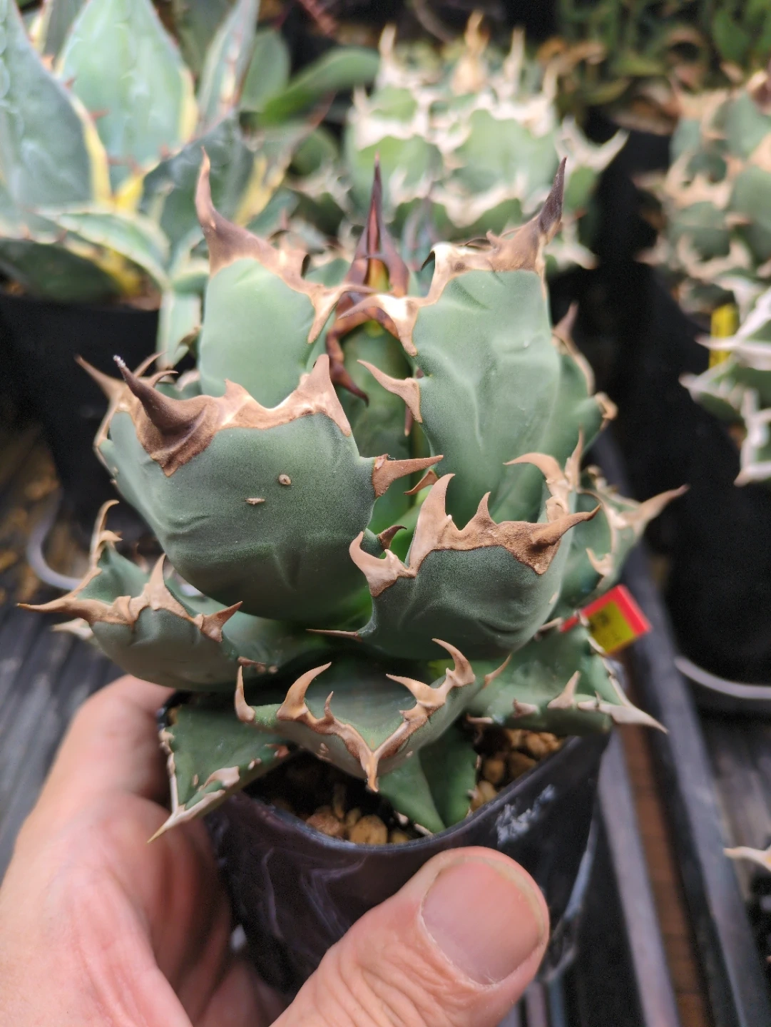 アガベ 観葉植物 チタノタ 姫厳竜 ②