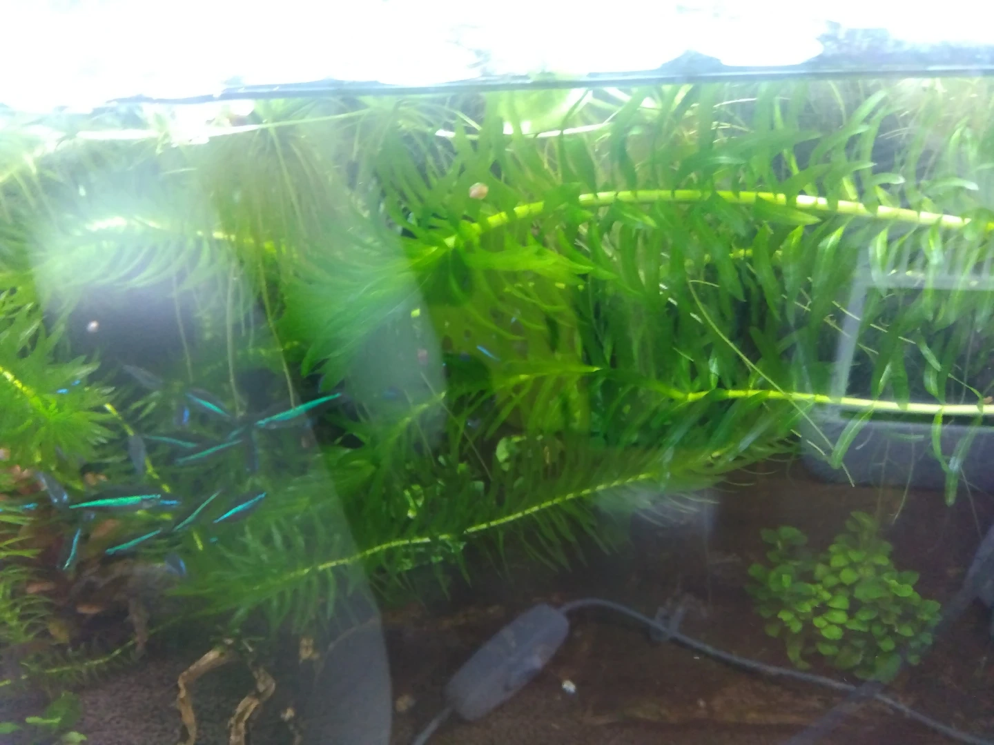 水草 アナカリス アマゾンフロッグビットの写真2枚目