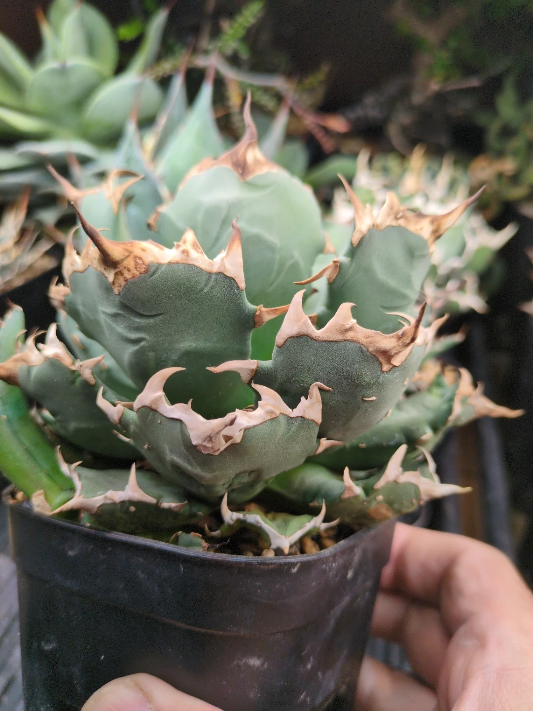 アガベ 観葉植物 チタノタ 姫厳竜 ①