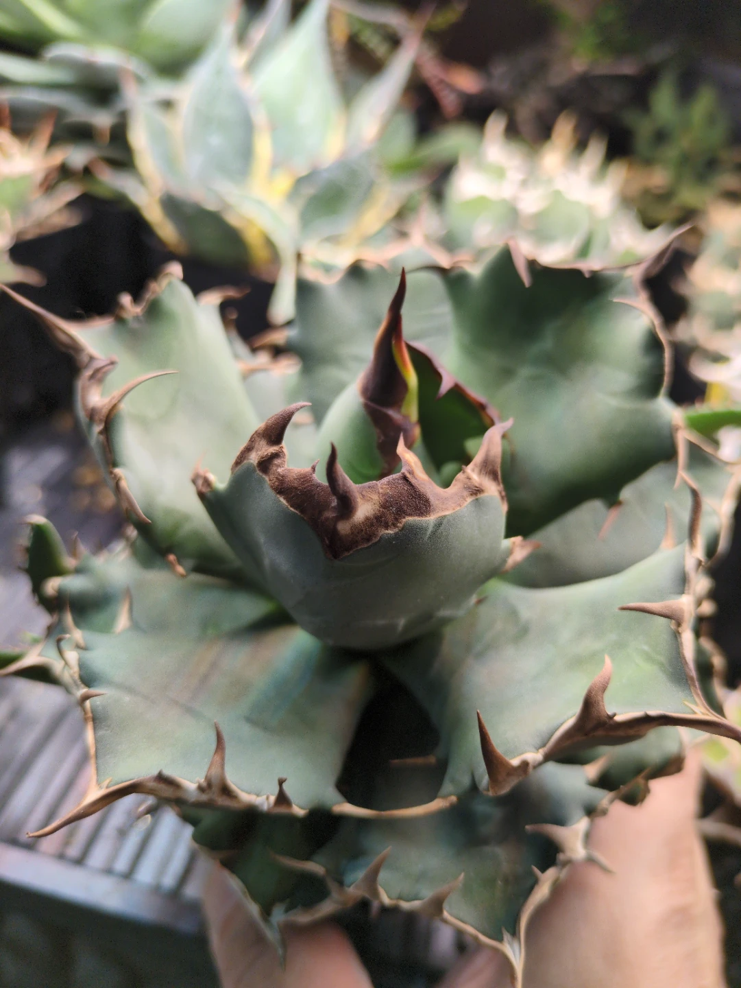 アガベ 観葉植物 チタノタ 姫厳竜　①の写真2枚目