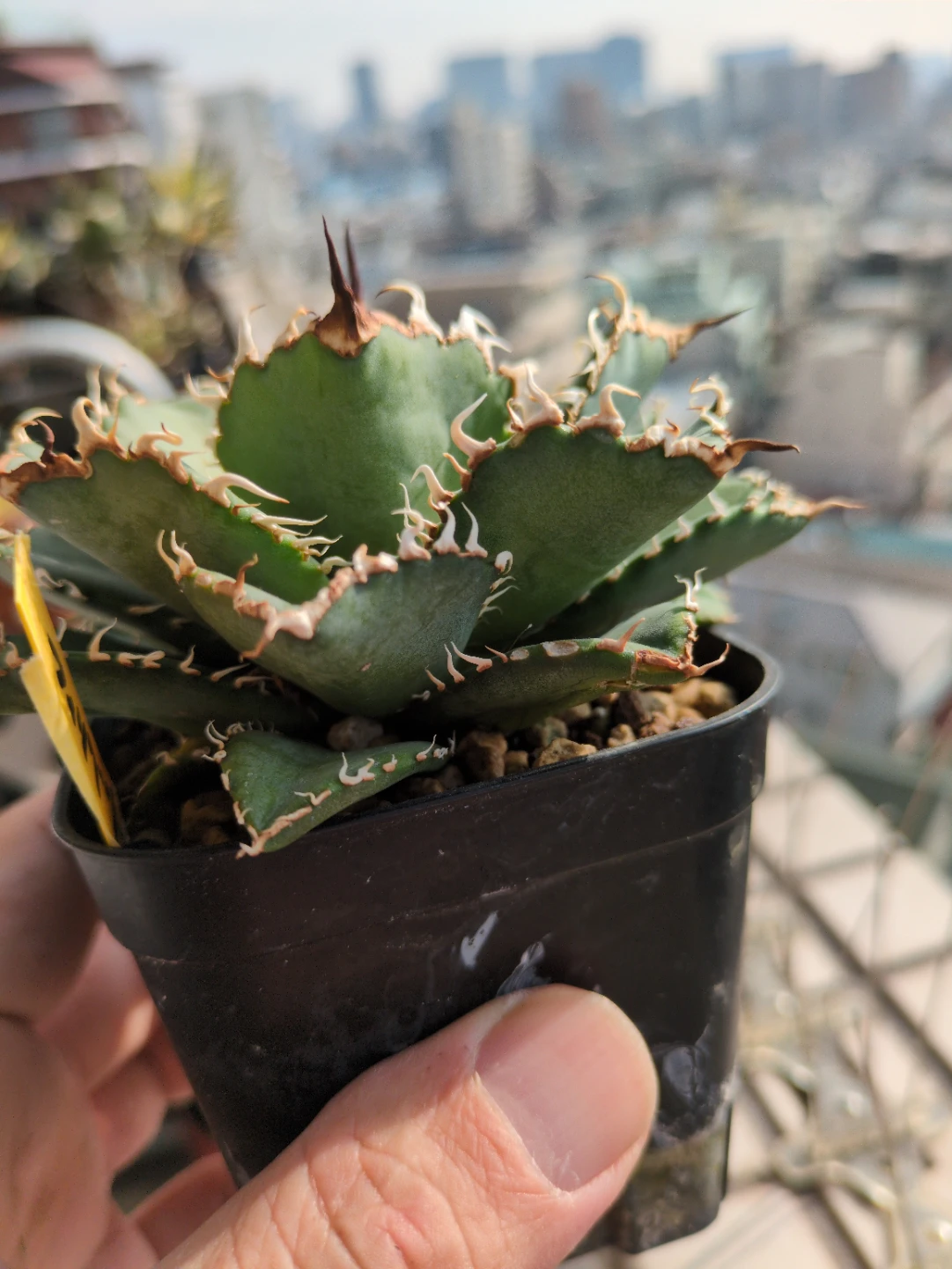 アガベ　観葉植物　チタノタ　フィリグリーの写真2枚目