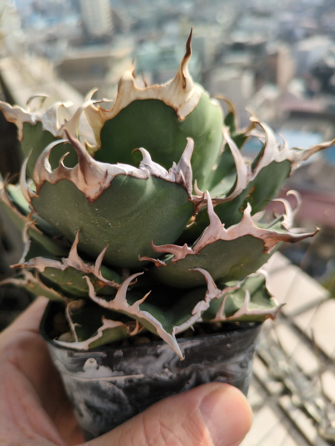 アガベ 観葉植物 チタノタシーザー③
