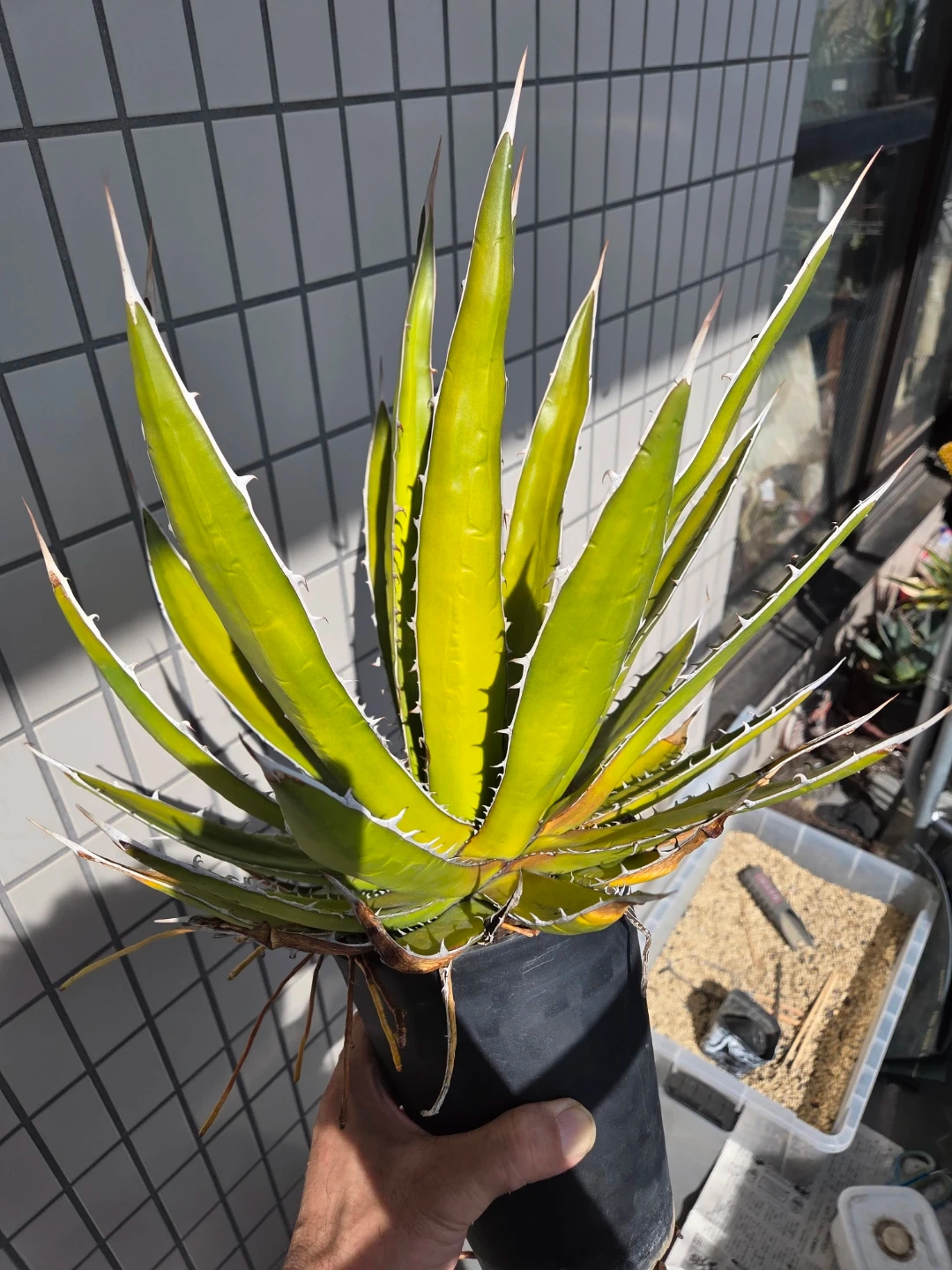 アガベ 観葉植物 ホリダ ペロテンシス 大株