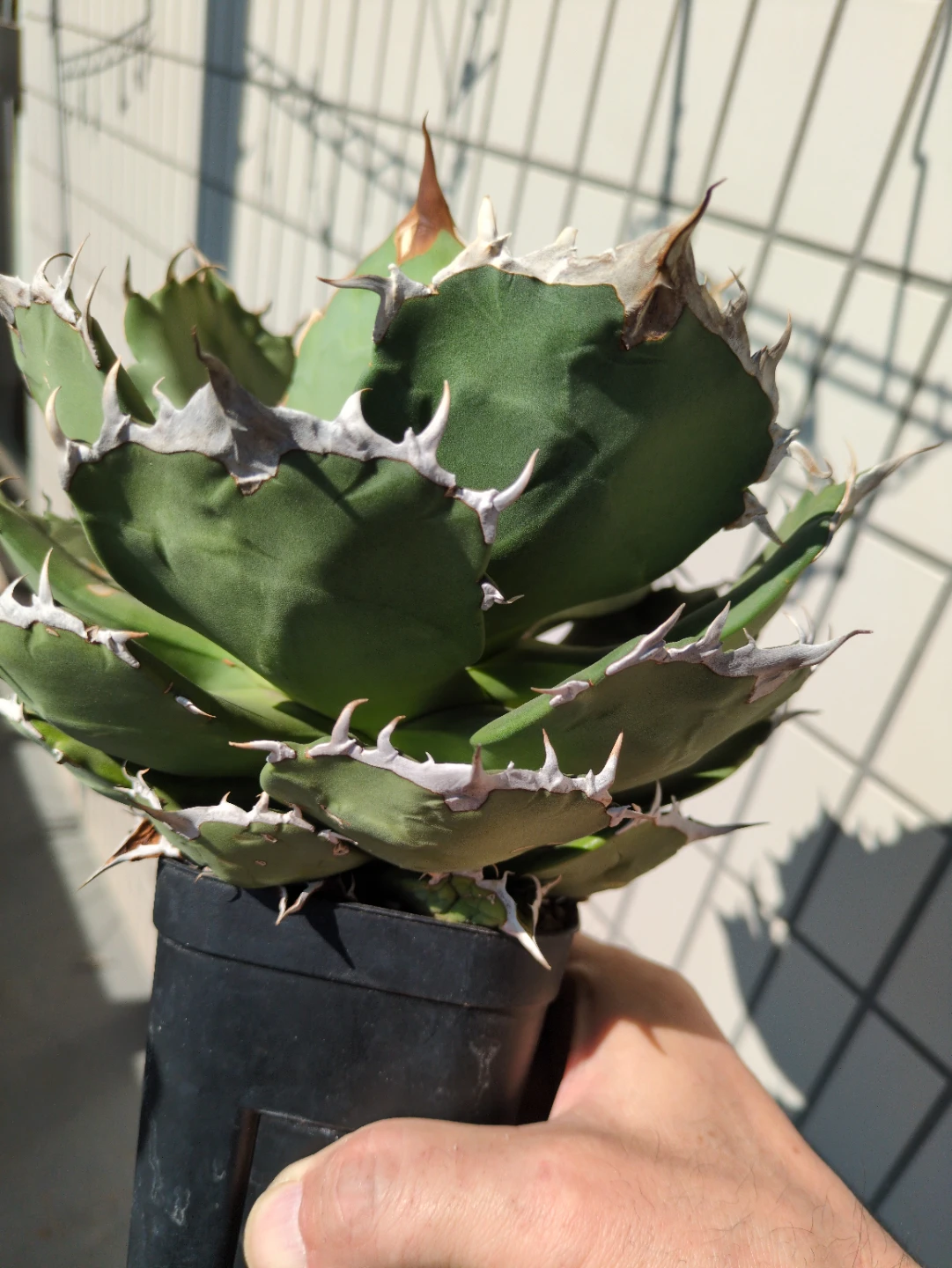 アガベ 観葉植物 チタノタFO-076①の写真3枚目