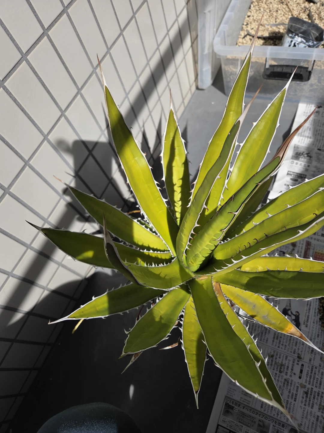 アガベ 観葉植物　ホリダ　ペロテンシス　大株の写真3枚目