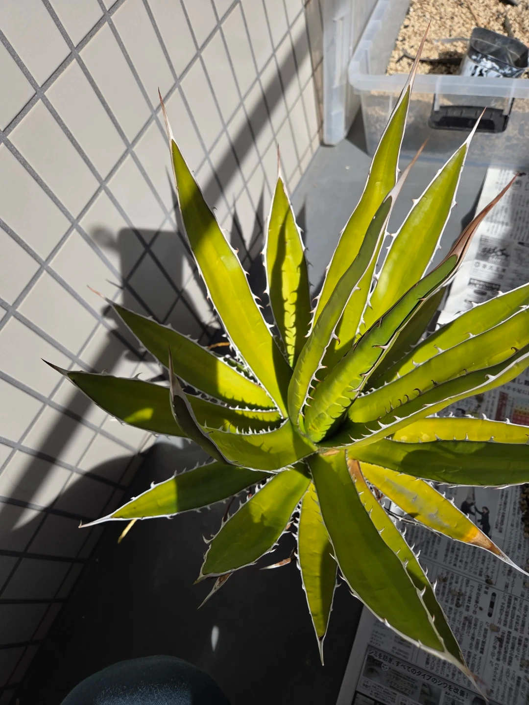 アガベ 観葉植物 ホリダ ペロテンシス 大株の写真3枚目
