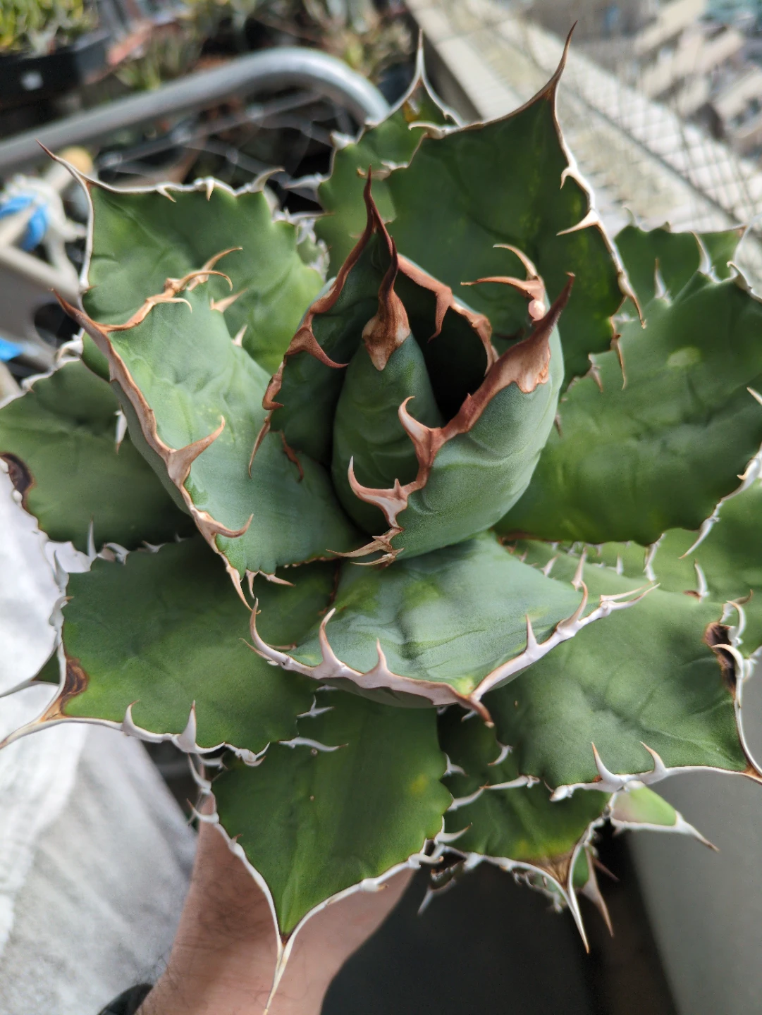 アガベ　観葉植物　チタノタノーネームの写真2枚目
