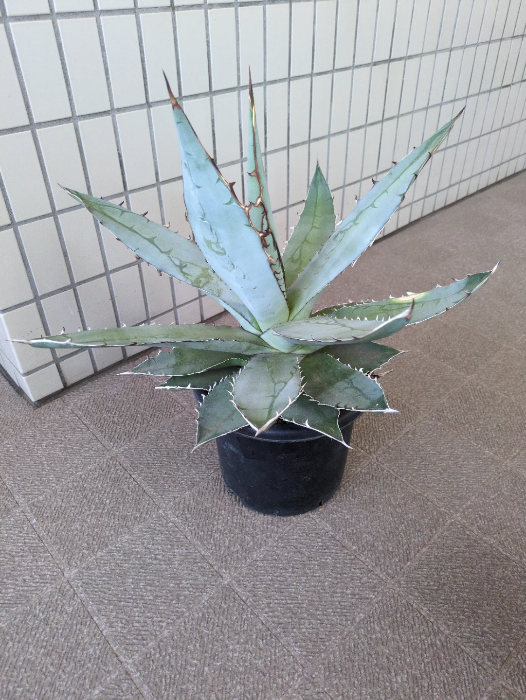 アガベ 観葉植物 チタノタブルー