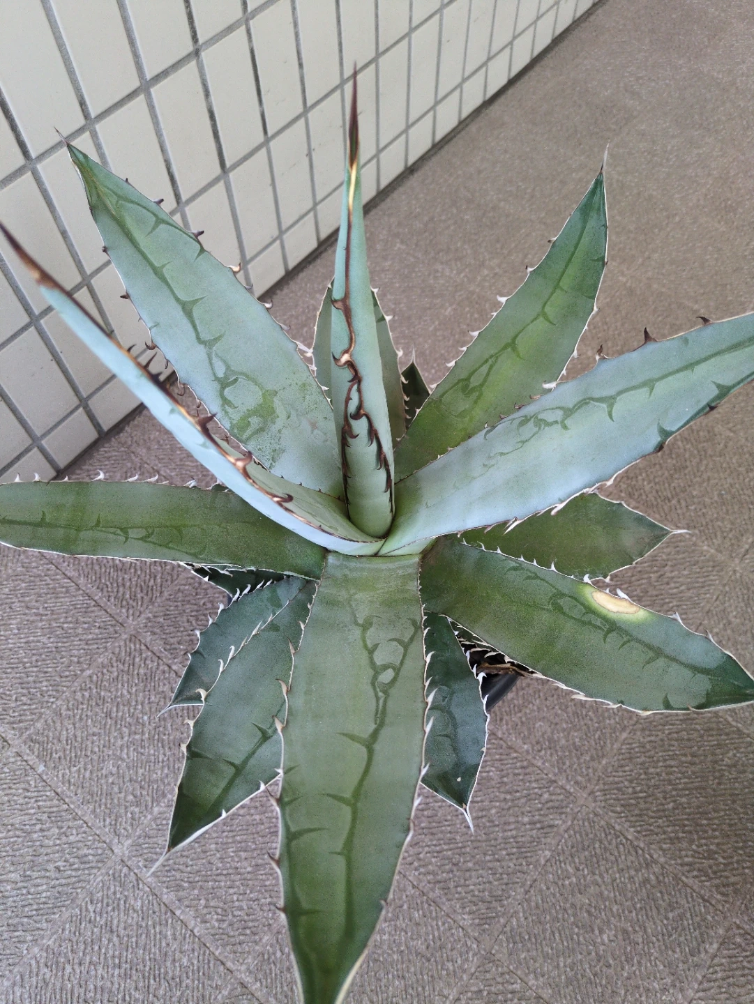 アガベ 観葉植物 チタノタブルーの写真2枚目
