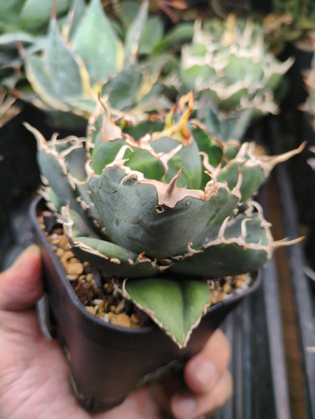 アガベ 多肉植物