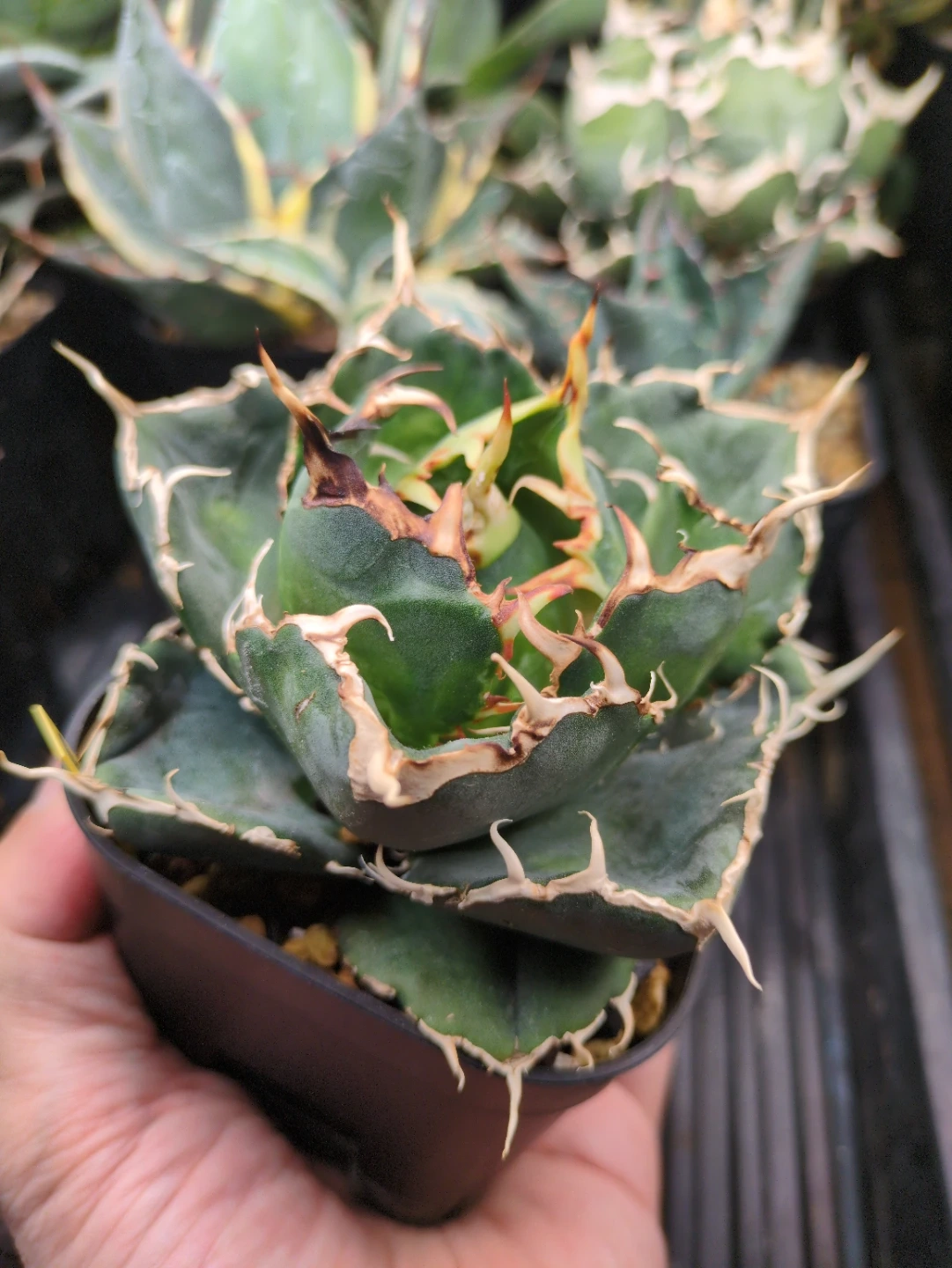 アガベ 多肉植物の写真2枚目