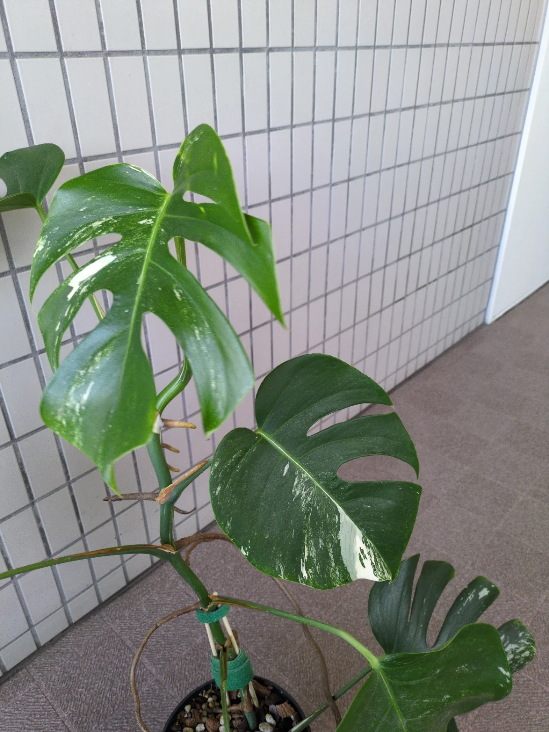 レア株 観葉植物 斑入り モンステラ ボルキシアナアルボの写真2枚目