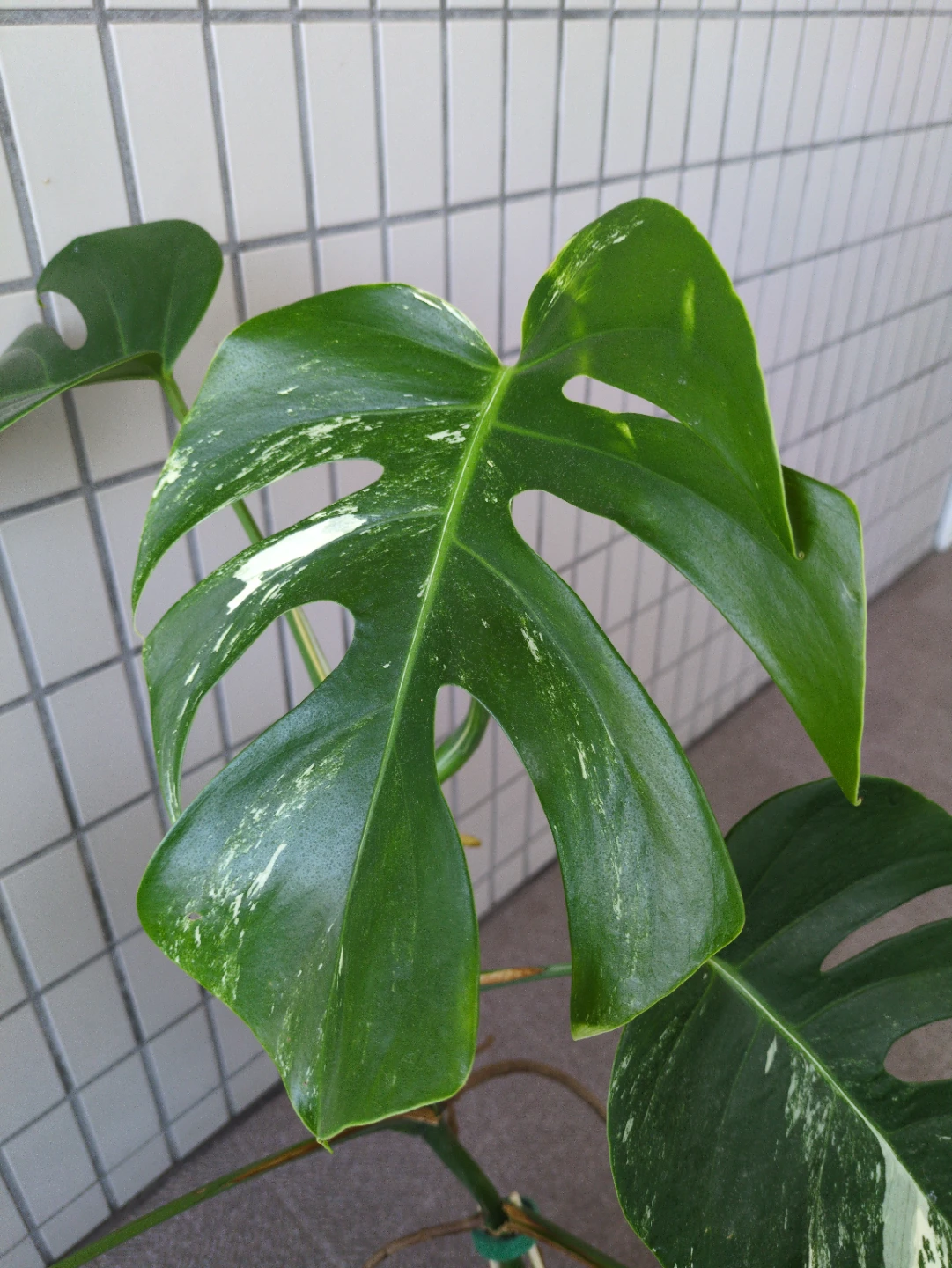 レア株 観葉植物 斑入り モンステラ ボルキシアナアルボの写真3枚目