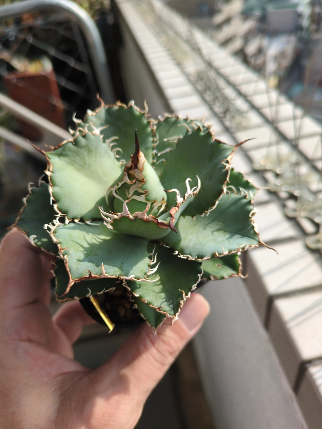 アガベ　観葉植物　チタノタ　フィリグリー