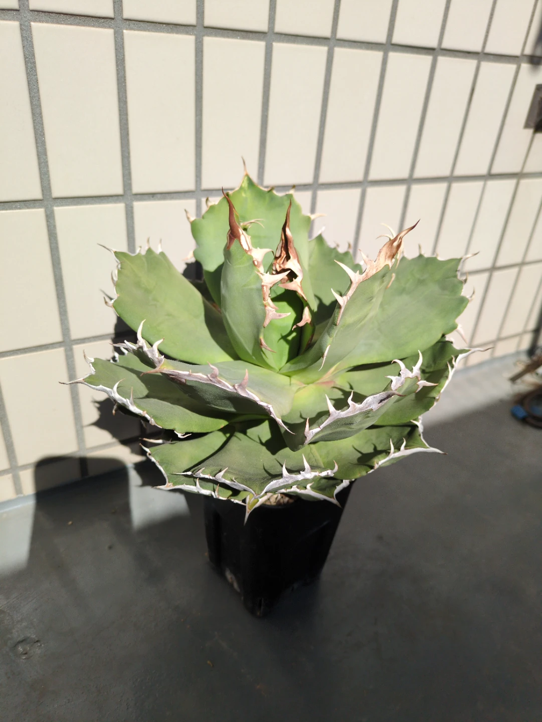 アガベ 観葉植物 チタノタFO-076①