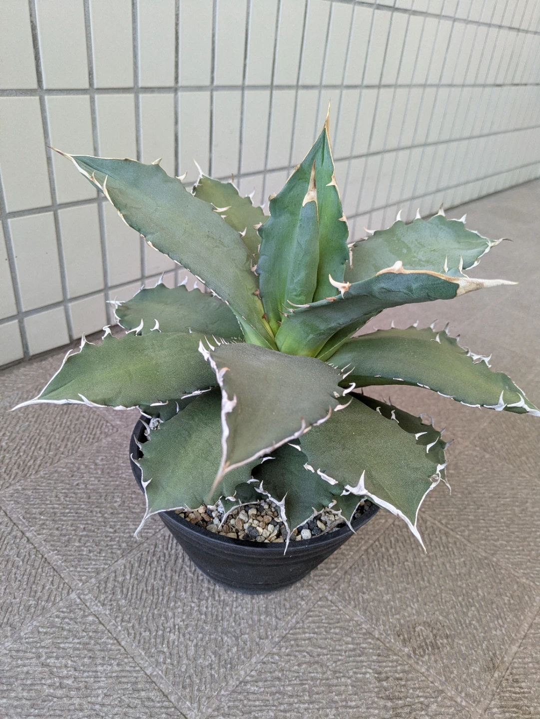 アガベ 観葉植物 チタノタソーラーエクリプス大株