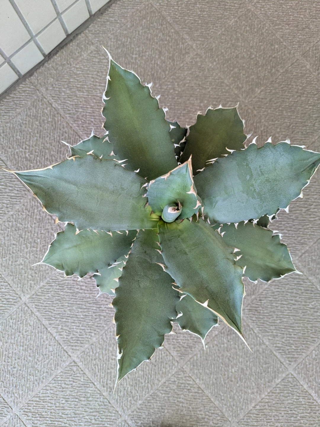 アガベ 観葉植物 チタノタソーラーエクリプス大株の写真2枚目