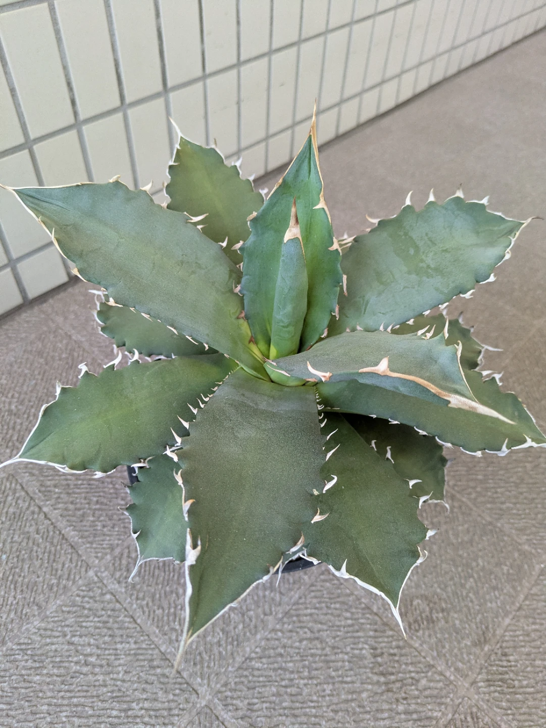 アガベ　観葉植物　チタノタソーラーエクリプス大株の写真3枚目