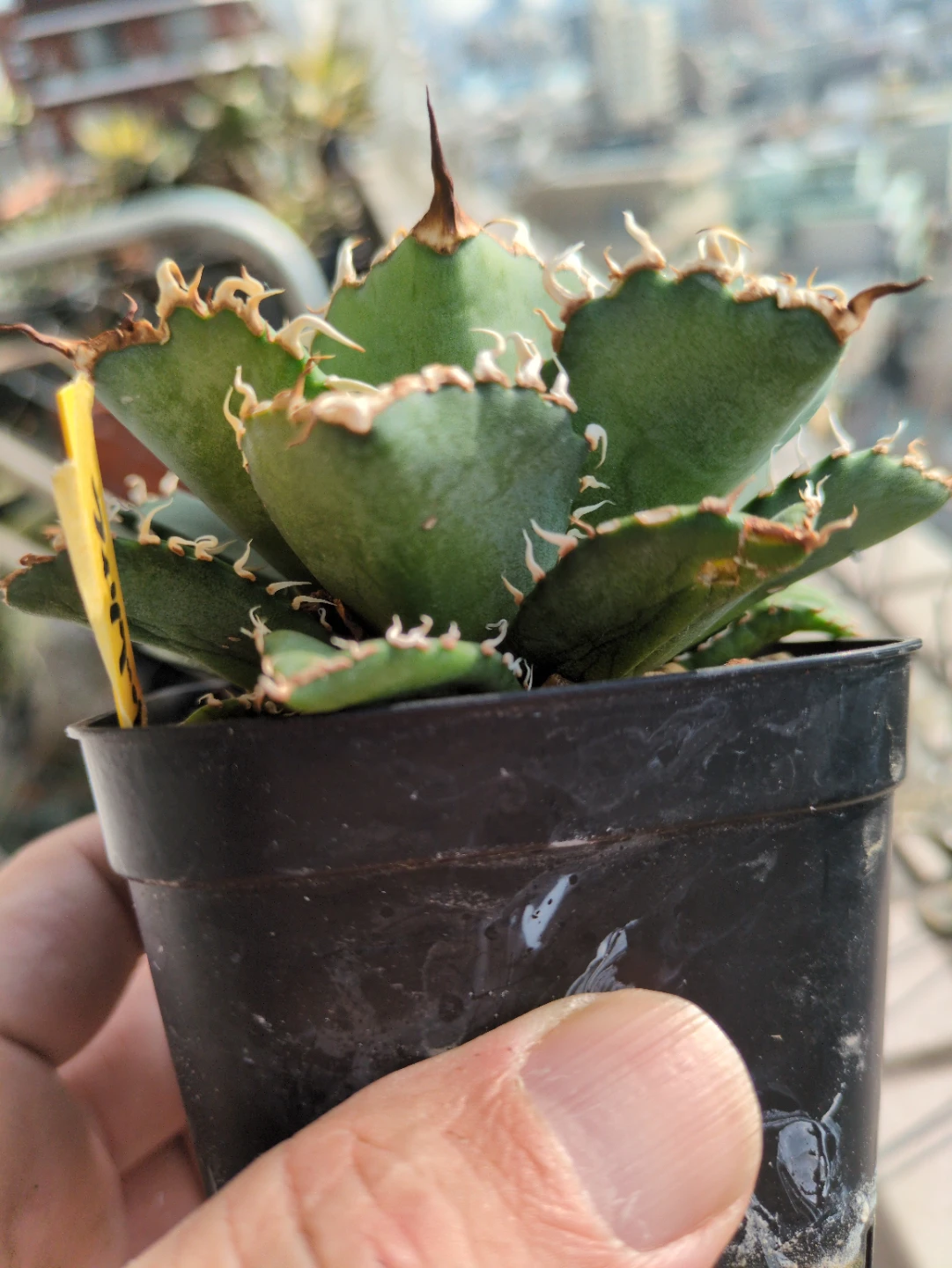 アガベ　観葉植物　チタノタ　フィリグリーの写真3枚目