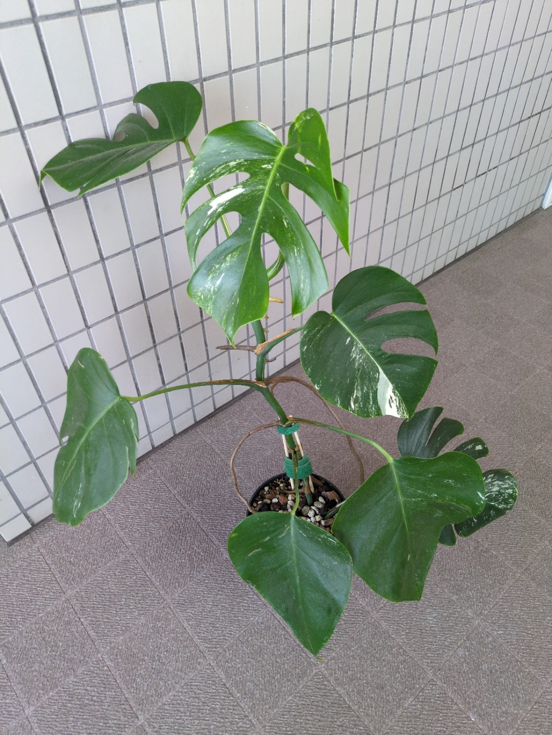 レア株 観葉植物 斑入り モンステラ ボルキシアナアルボ