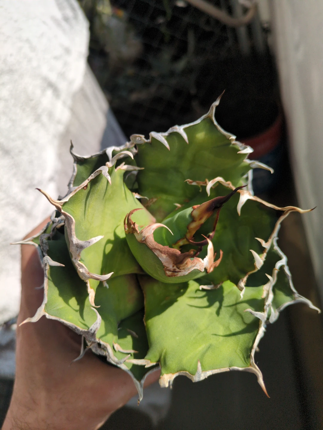 アガベ 観葉植物 チタノタ シーザー②の写真2枚目