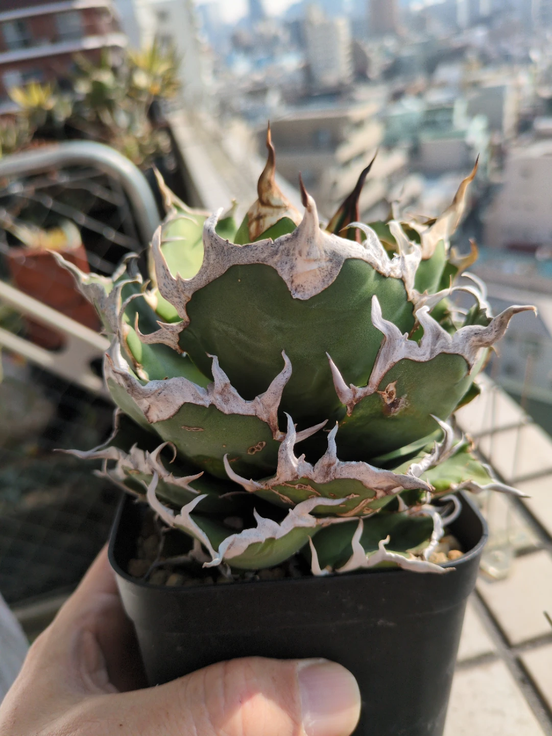 アガベ 観葉植物 チタノタ シーザー②