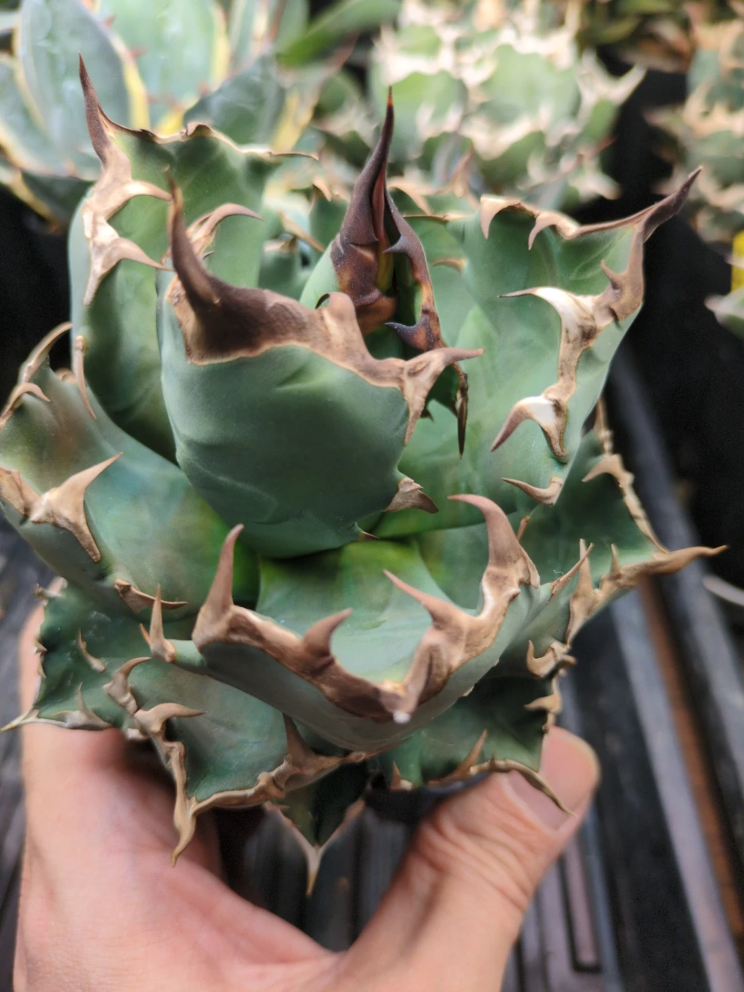 アガベ 観葉植物 チタノタ 姫厳竜 ②の写真2枚目