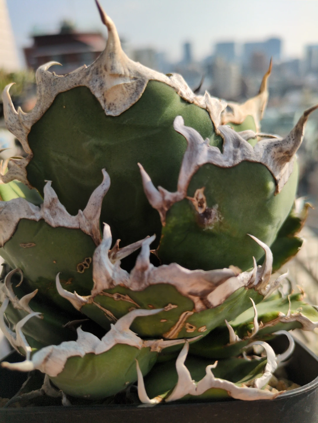 アガベ 観葉植物 チタノタ シーザー②の写真3枚目