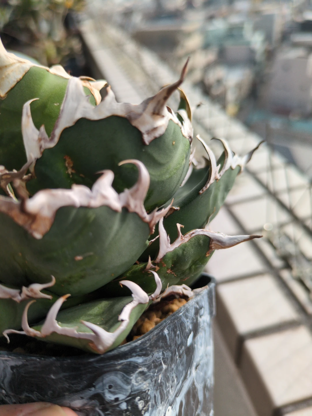 アガベ 観葉植物　チタノタシーザー③の写真3枚目