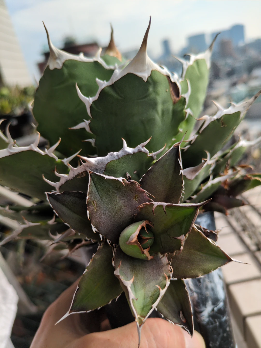アガベ　観葉植物　チタノタノーネームの写真3枚目