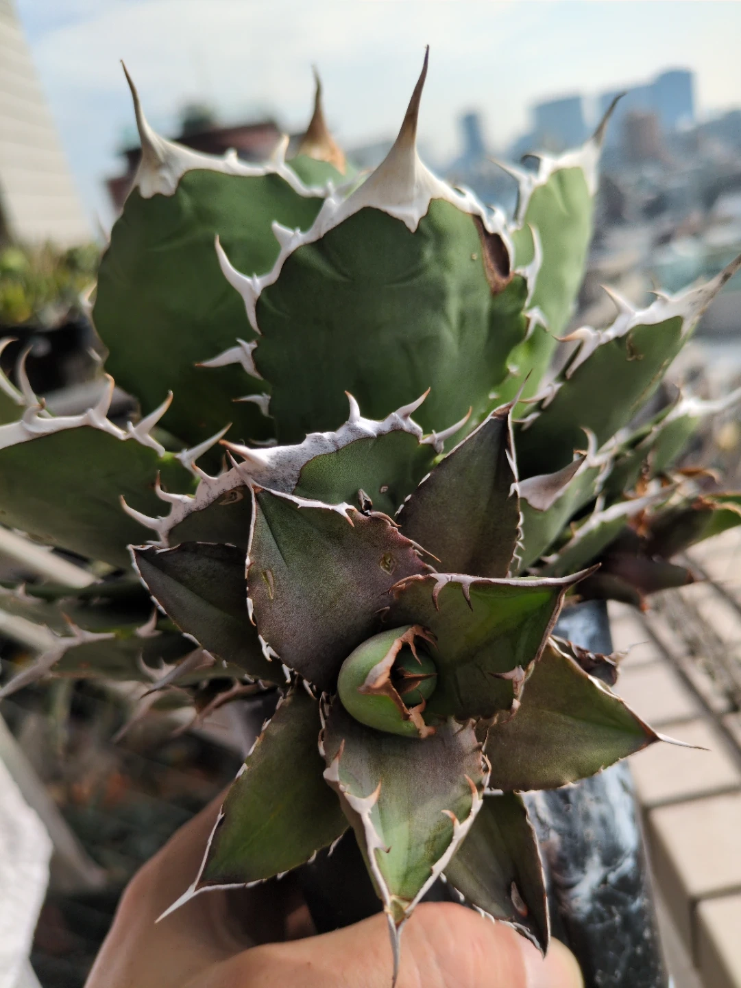 アガベ 観葉植物 チタノタノーネームの写真3枚目