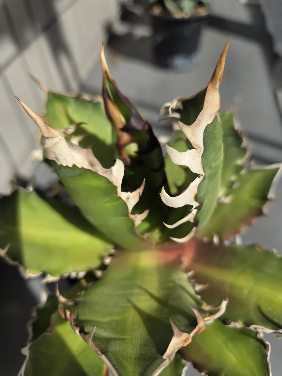 アガベ　観葉植物　チタノタ　レッドキャット赤猫の写真2枚目