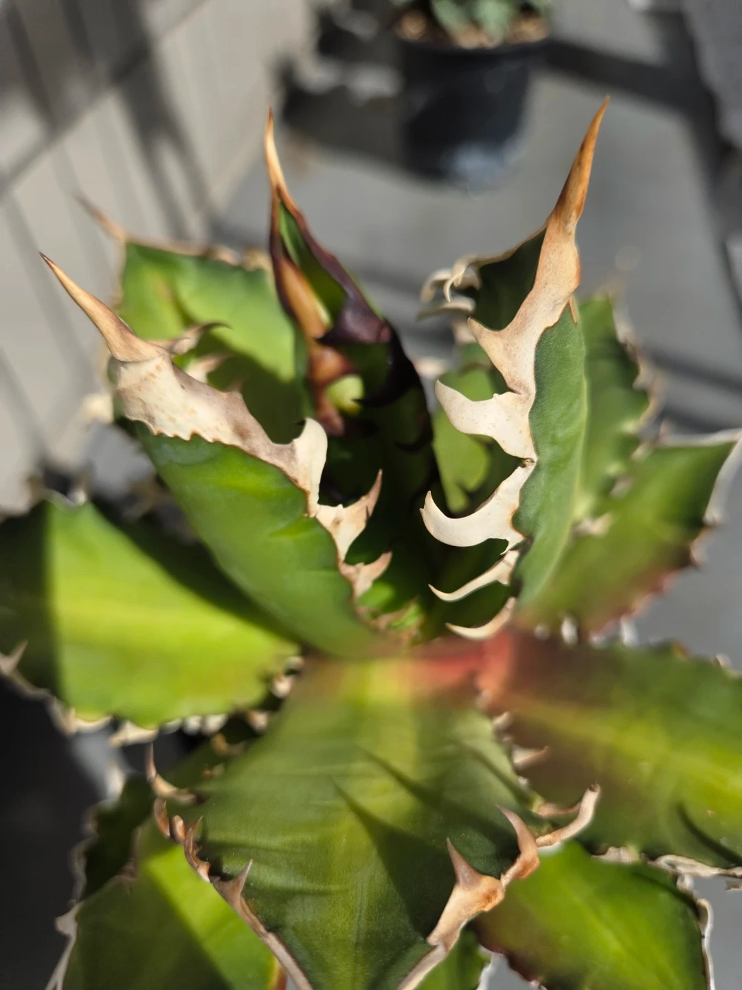 アガベ 観葉植物 チタノタ レッドキャット赤猫の写真2枚目