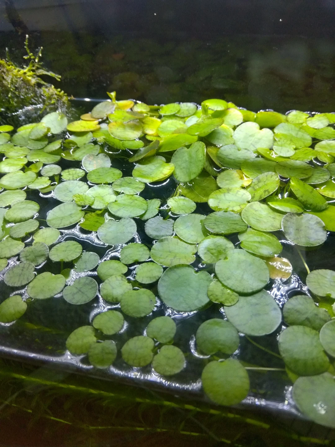 水草 アナカリス アマゾンフロッグビット