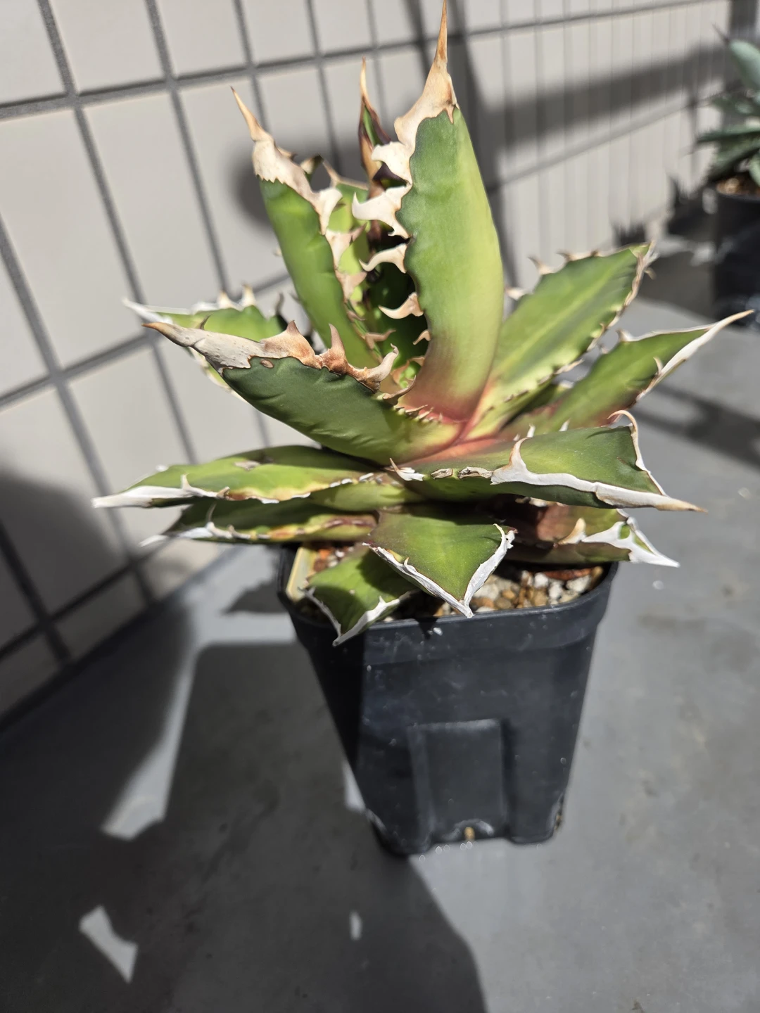 アガベ　観葉植物　チタノタ　レッドキャット赤猫の写真3枚目