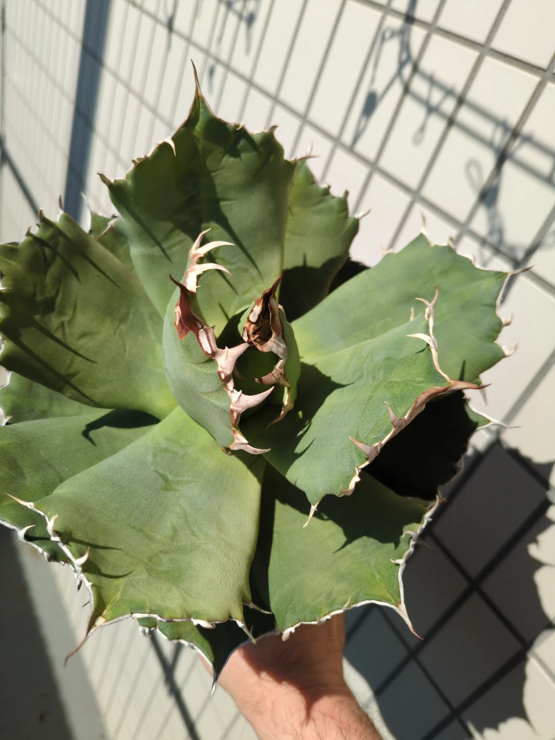 アガベ 観葉植物 チタノタFO-076①の写真2枚目