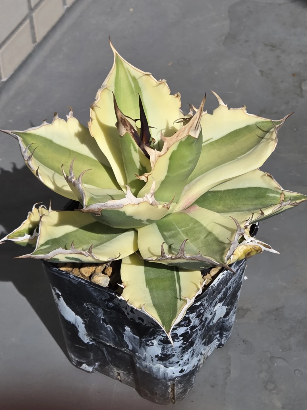 アガベ　観葉植物　チタノタ　スナグルトゥース