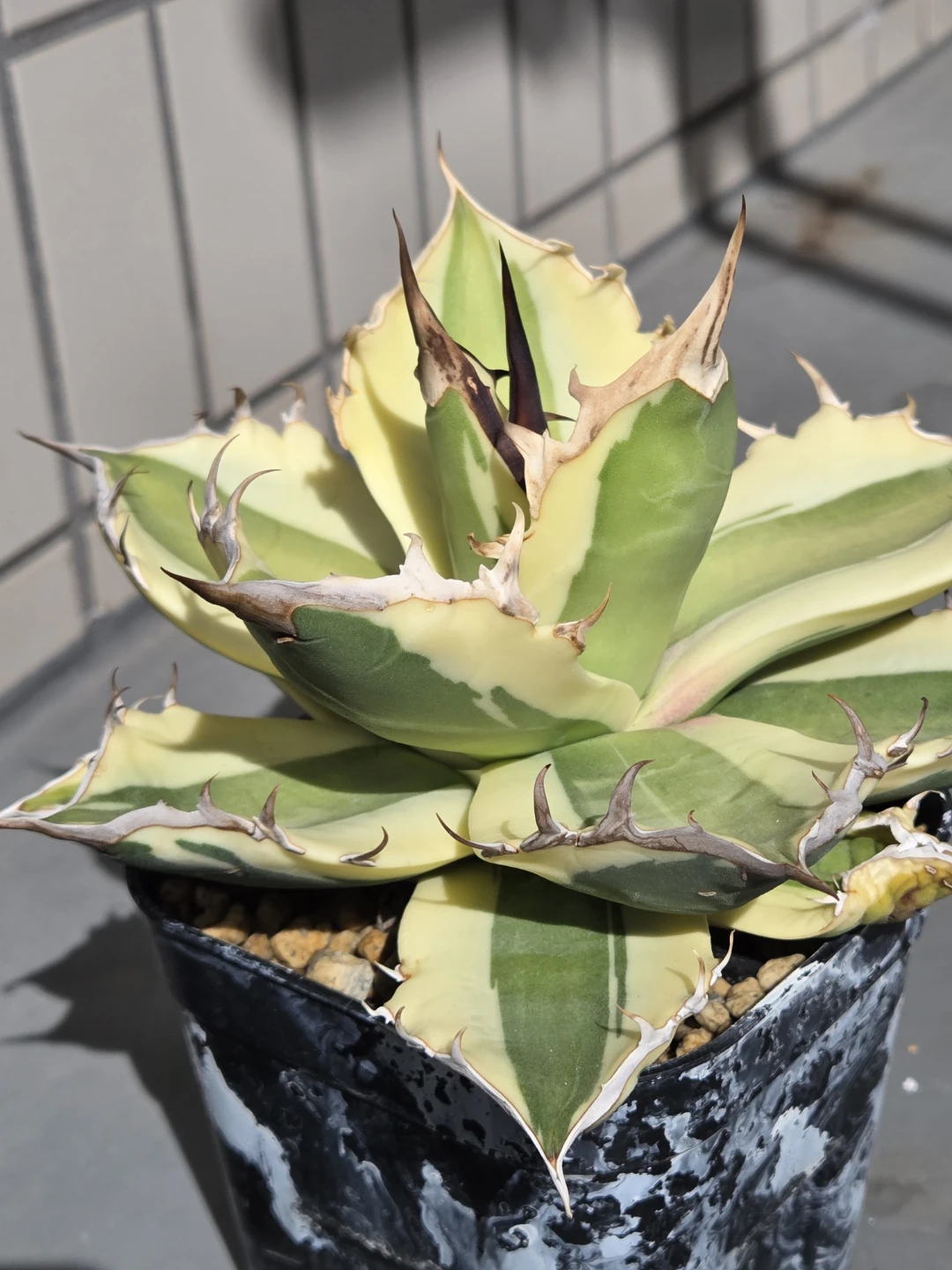 アガベ　観葉植物　チタノタ　スナグルトゥースの写真2枚目