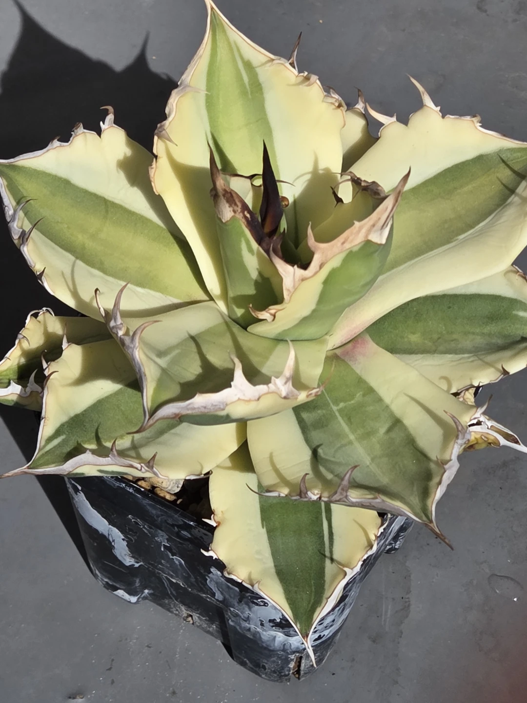アガベ　観葉植物　チタノタ　スナグルトゥースの写真3枚目