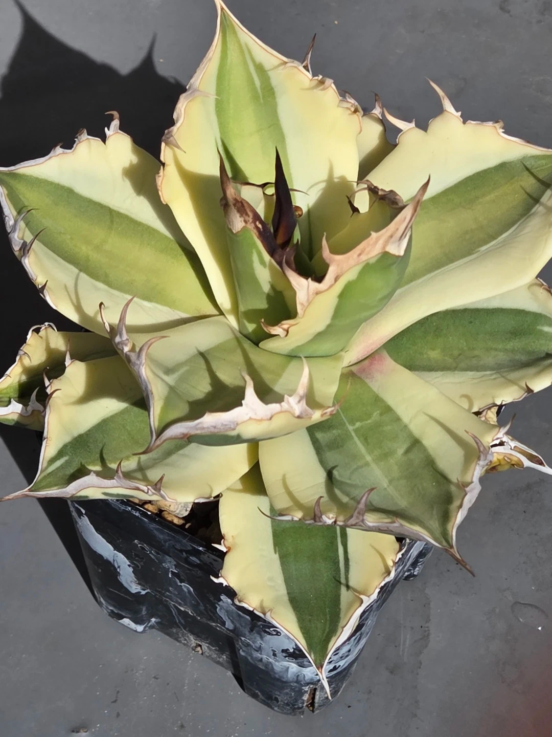 アガベ 観葉植物 チタノタ スナグルトゥースの写真3枚目