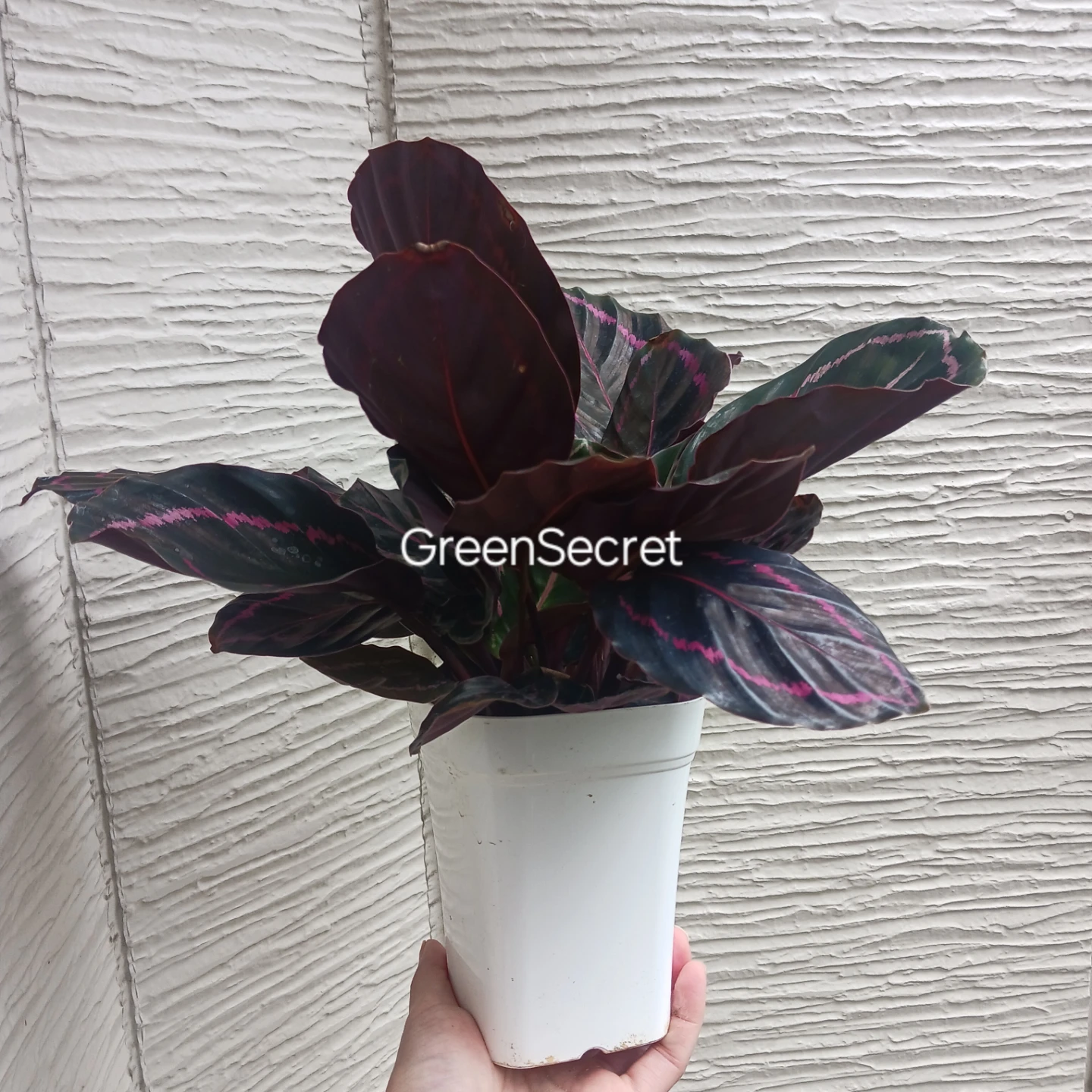 カラテア　ロゼオピクタ　ドッティ　4号相当　観葉植物の写真2枚目