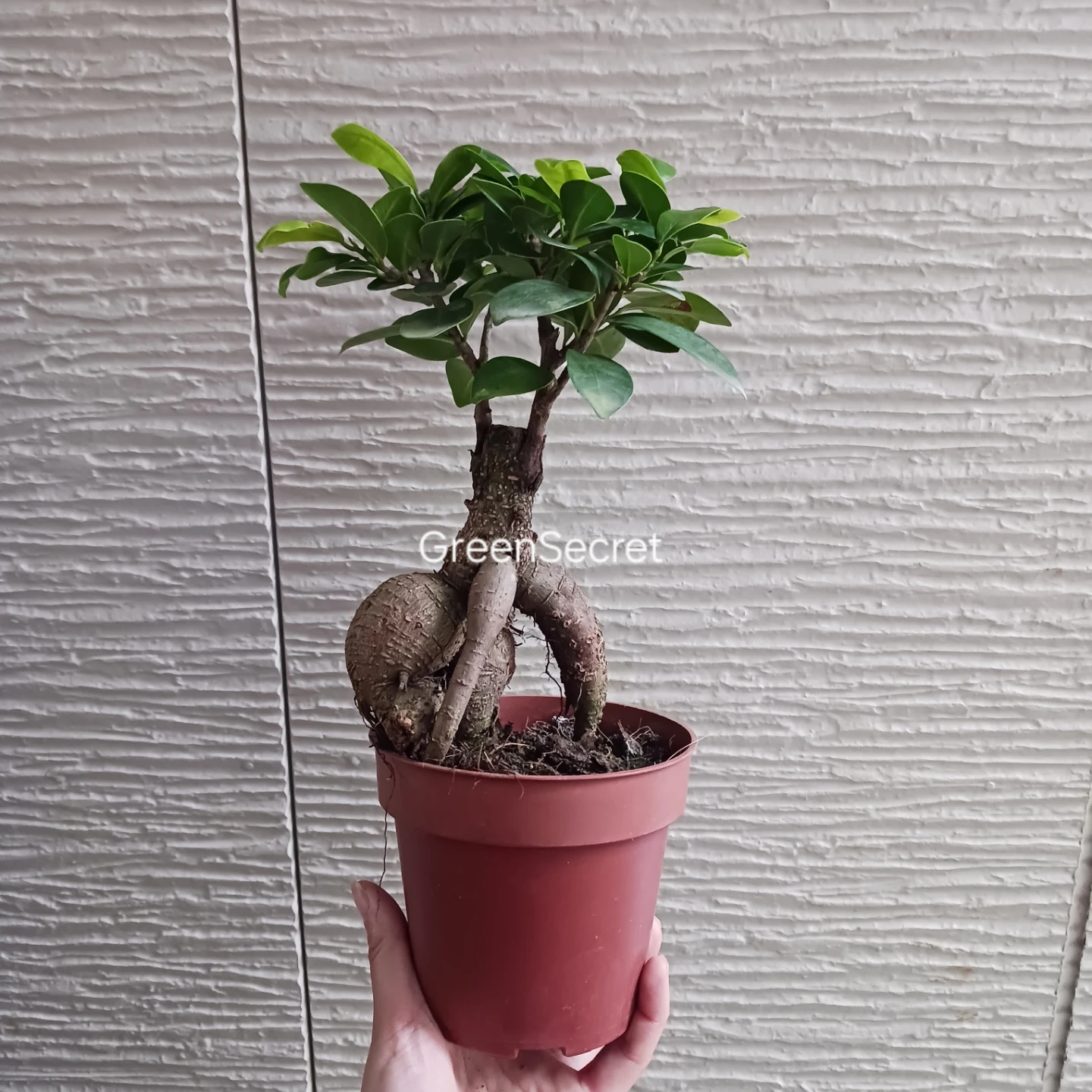 3 ニンジンガジュマル 4号 観葉植物