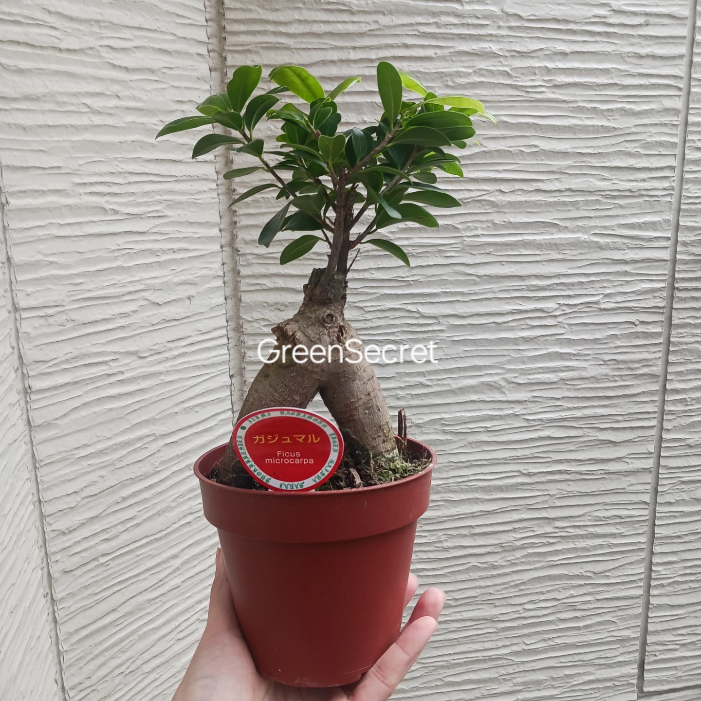 1 ニンジンガジュマル　4号 観葉植物の写真3枚目