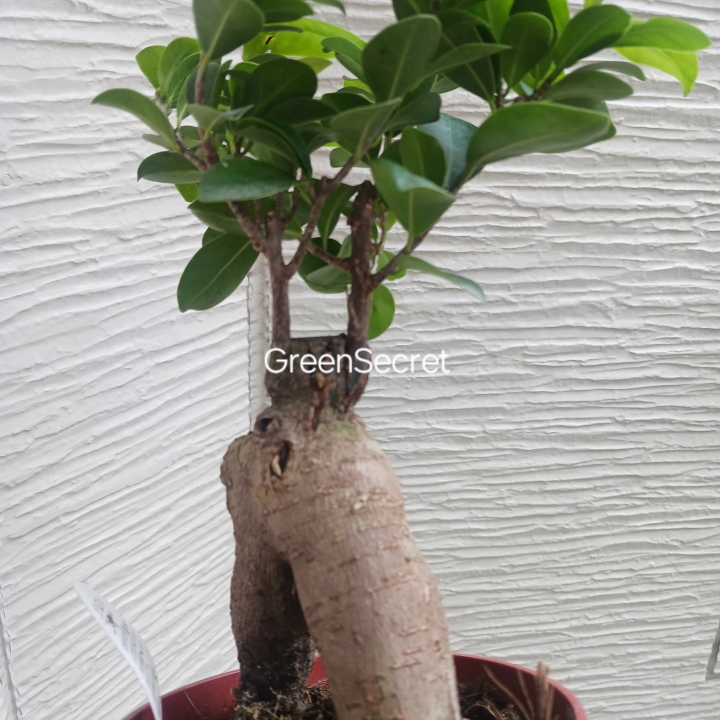 1 ニンジンガジュマル　4号 観葉植物の写真6枚目