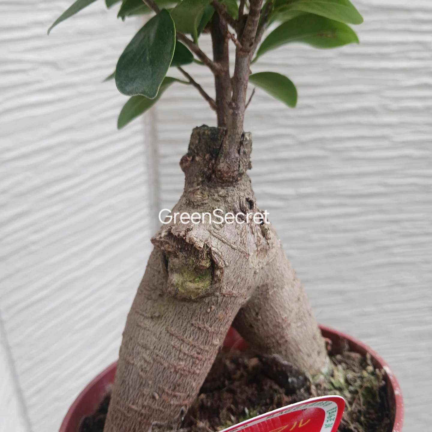 1 ニンジンガジュマル　4号 観葉植物の写真7枚目