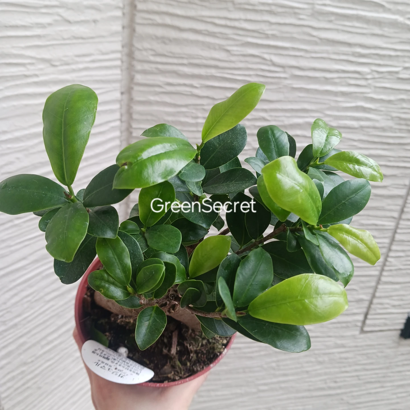 1 ニンジンガジュマル　4号 観葉植物の写真8枚目