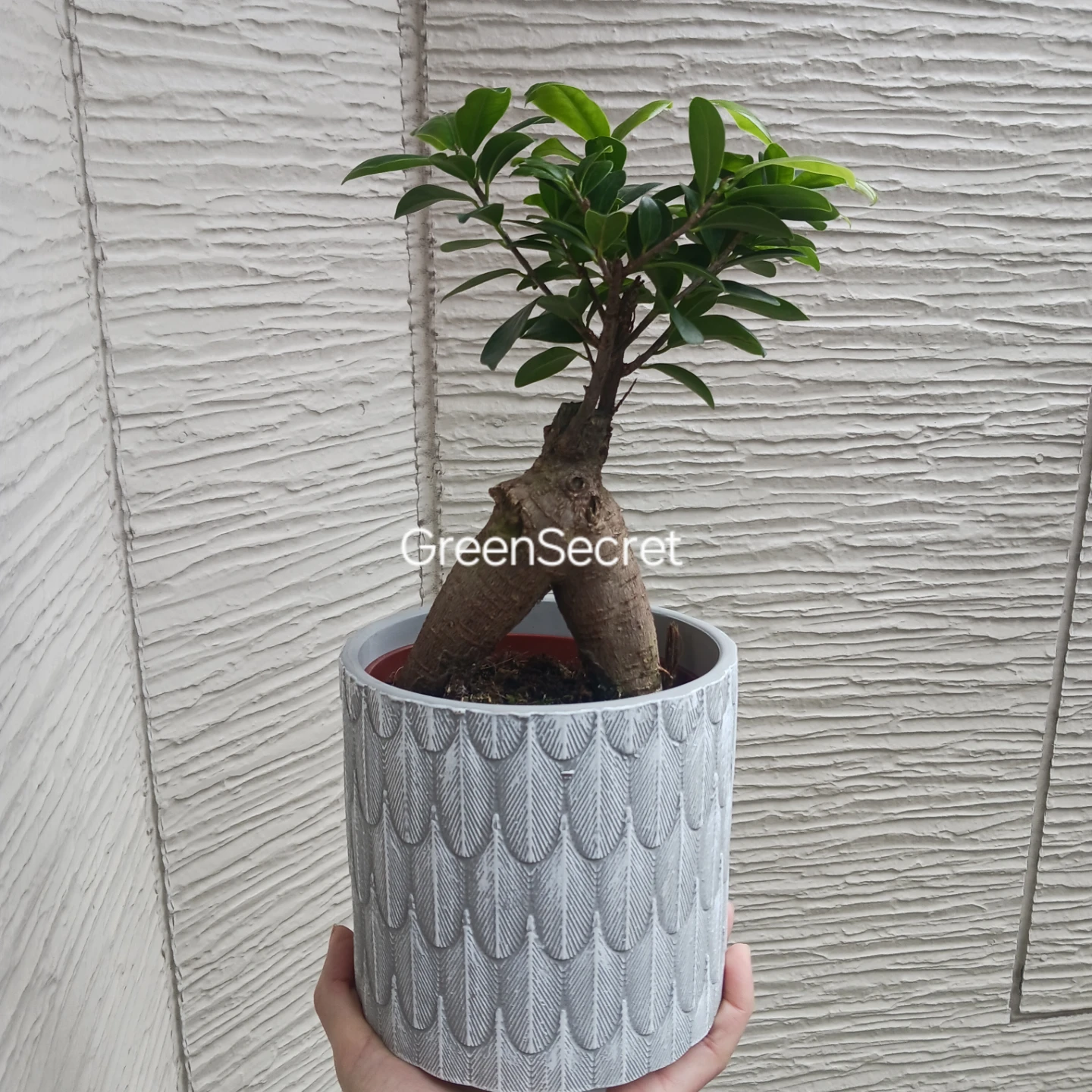 1 ニンジンガジュマル　4号 観葉植物の写真9枚目
