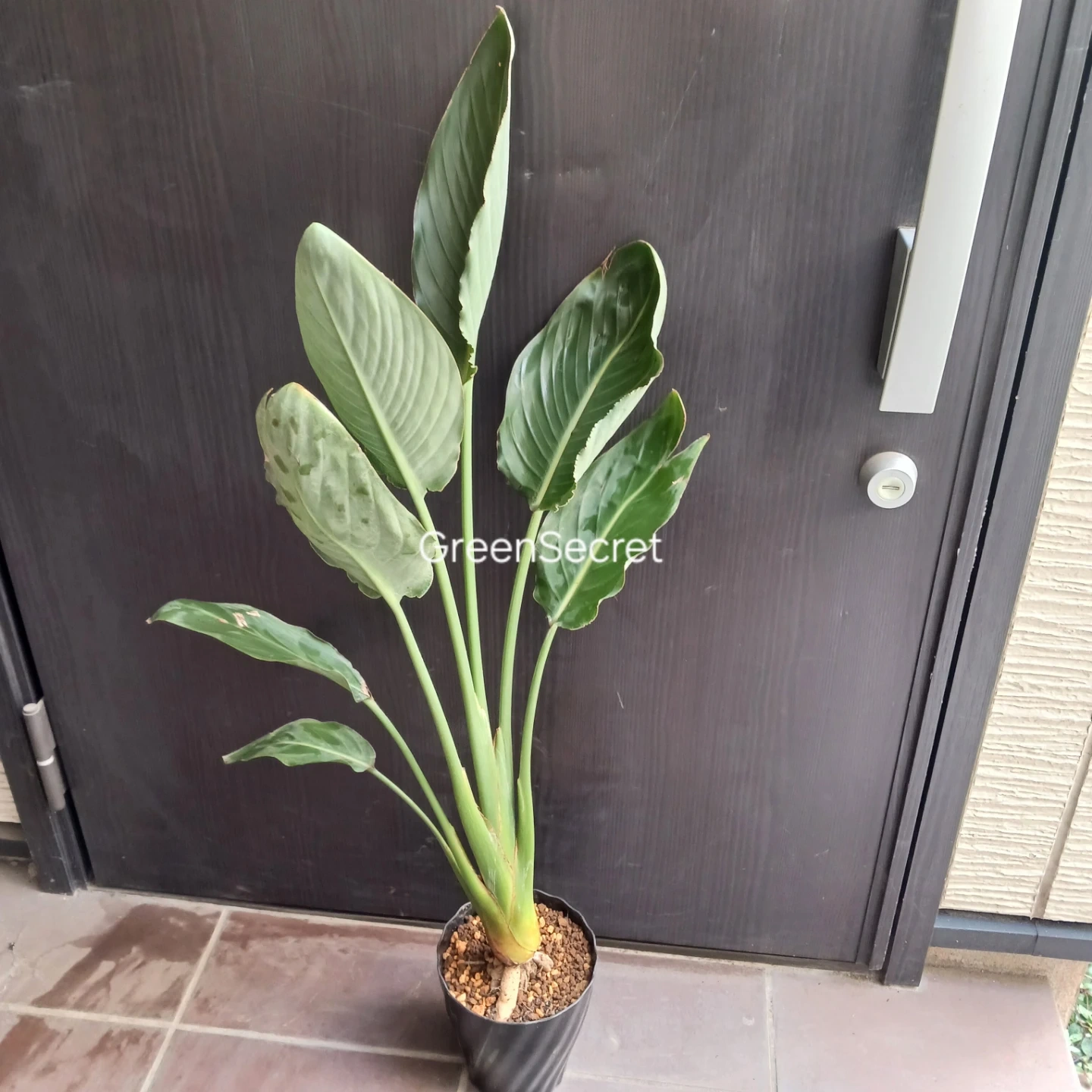 4 ストレリチア レギネ 5号 ゴクラクチョウカ ストレチア 観葉植物 極楽鳥花の写真4枚目
